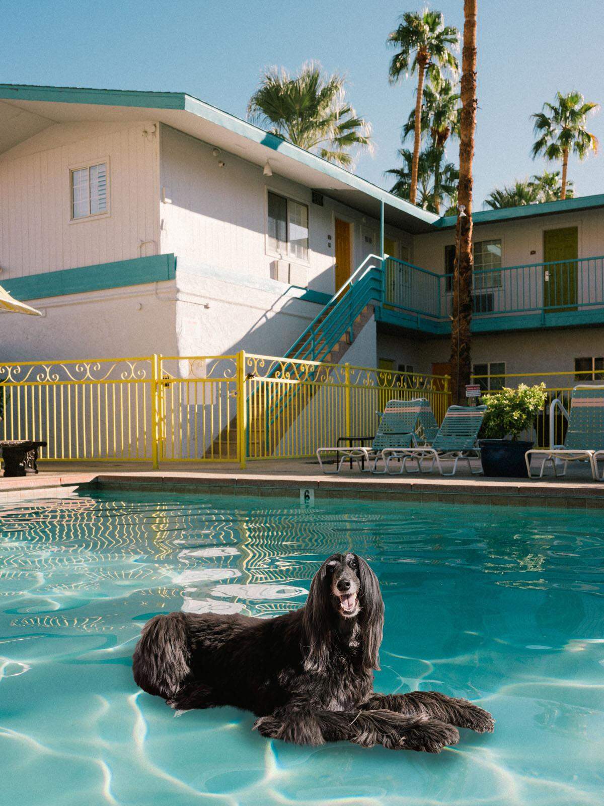 Das Jahr 2020 steht bei ihm nun also im Zeichen des gut frisierten Hundes. Hineinmontiert hat er sie in verschiedene Pools von Palm Springs.