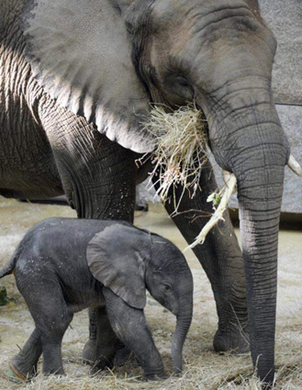 Generell entwickle sich das Anfang August geborene Elefant-baby "prächtig", auch wenn er anfangs noch sehr schüchtern war.