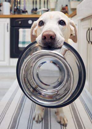 630 Kilogramm CO₂ stößt ein durchschnittlicher Hund im Jahr aus.