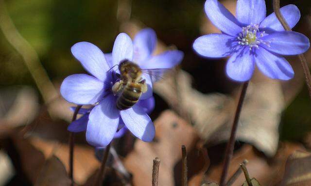 Bienensterben Misstrauensantrag gegen Berlakovich