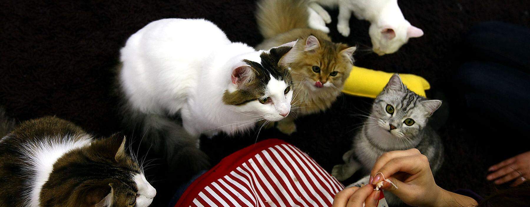 Und sie lieben uns doch! Im Bild: Ein Katzencafé in Tokyo