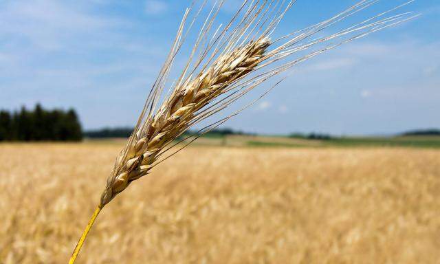 Um die Menschheit auch künftig ernähren zu können, müssten sich die Großen im Geschäft zusammentun, meint Bayer.