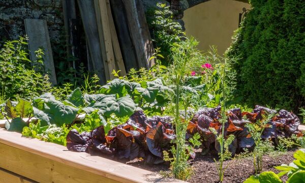 Hochbeet mit Salatpflanzen
