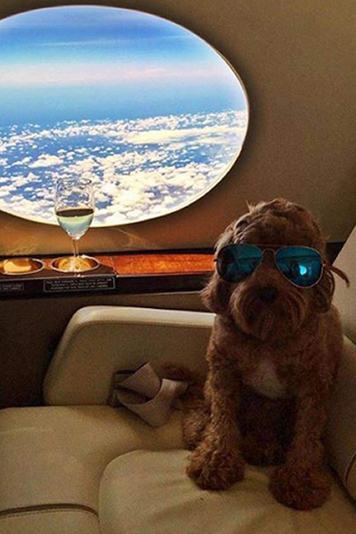 Mit dem Privatjet von einem Hotspot zum nächsten: Die "Rich Dogs of Instagram" schwelgen wie ihre wohlhabenden Besitzer in Luxus.