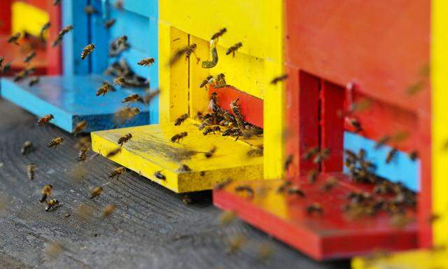 BienenBienen in der Stadt halten – geht das? Ja, mit genügend Abstand, und sogar auf dem Dach.