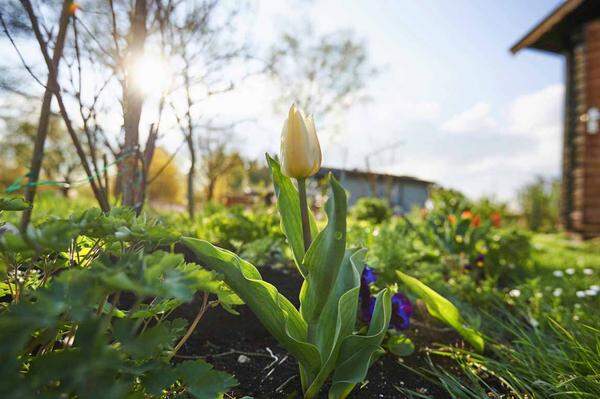 Auch die Blätter der giftigen Garten-Tulpe (Tulipa-Hybriden), die gelegentlich verwildert, können für eine tödliche Verwechslung sorgen. Das Blumengewächs bildet, wenn es nicht zur Blüte kommt, nur ein einzelnes Blatt aus, das dem Bärlauch ähnelt. Darin befindet sich Tulipin, das eine ähnliche Wirkung wie das Colchicin der Herbstzeitlose besitzt. Schon 15 Minuten nach dem Konsum kann es zu Übelkeit, Erbrechen, Bauchschmerzen und Durchfall kommen. Starke Vergiftungen führen schließlich zu Schock, Apathie und durch Atemstillstand im schlimmsten Fall zum Tode.