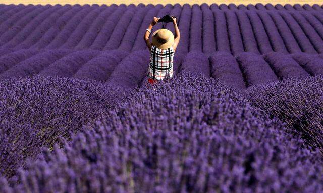 A Chinese tourist takes a picture in a lavender field in Valensole