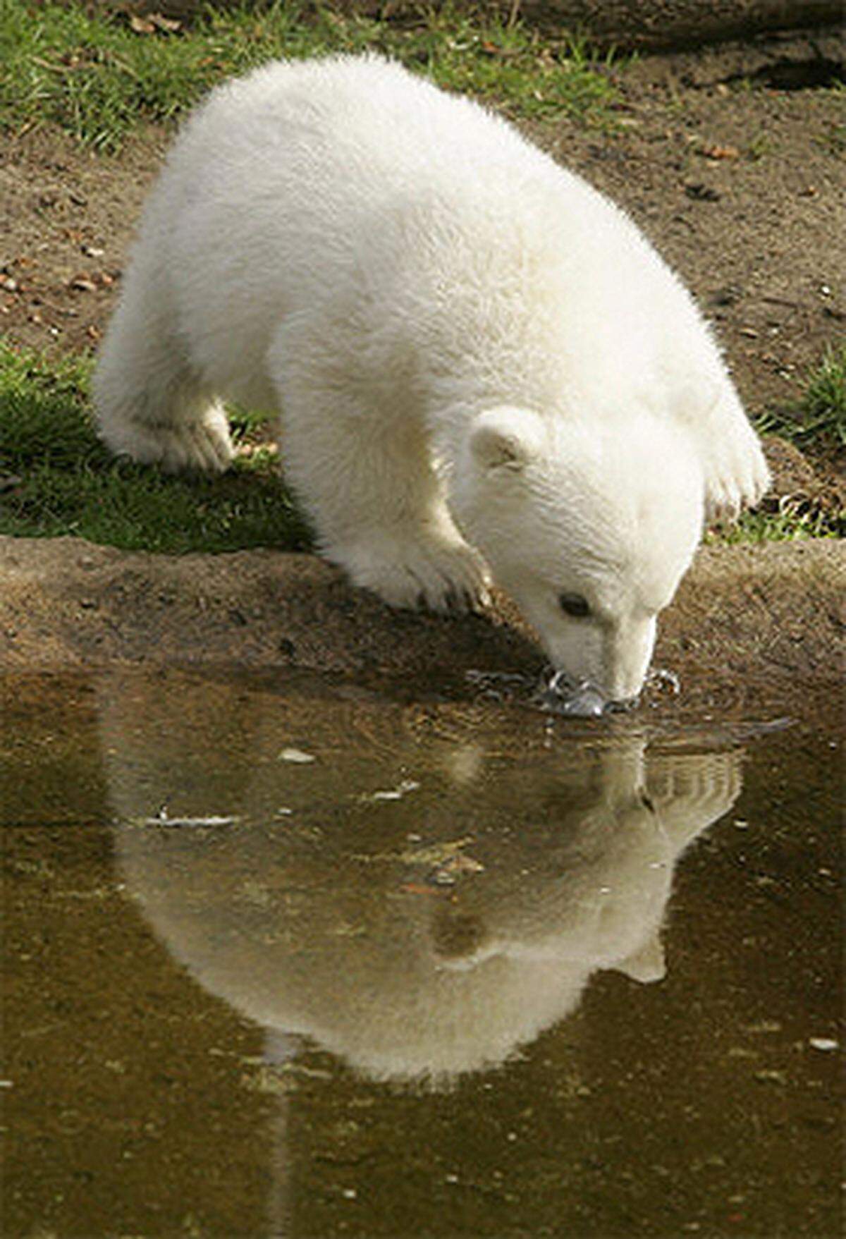 An den zum Gehege gehörenden Teich wagte sich Knut zunächst nur zögerlich heran. Nachdem er die schwarze Nasenspitze aber ein paar Mal ins Wasser gesteckt hatte, hielt den Eisbären nichts mehr: Er nahm gleich mehrmals ein Bad.