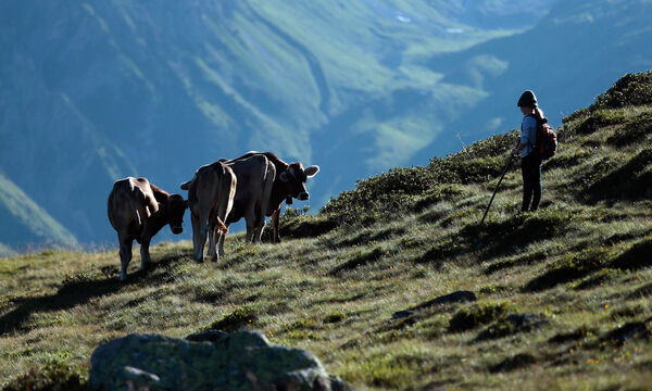 Pflanzen und Tiere gedeihen in wärmerem Mikroklima.