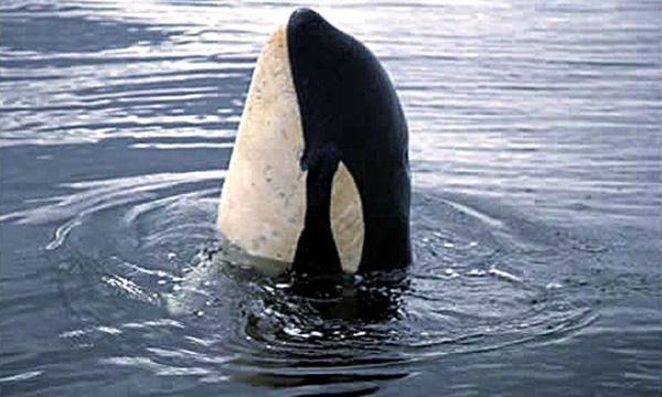 An der Westküste Kanadas hat sich ein verwaistes Orca-Junges aus eigener Kraft aus einer Lagune befreit.