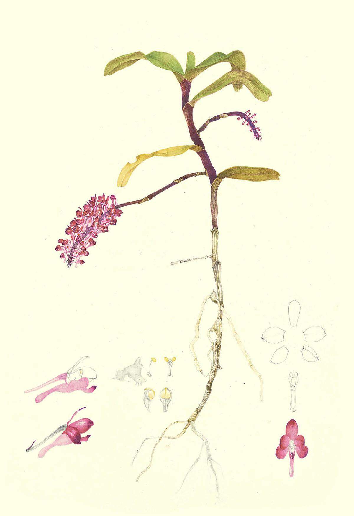 Jede Pflanze (hier Saccolabium mooreanum Rolfe) wird als Ganzheit dargestellt: Blüten, Blätter, Stängel und auch die Wurzeln.    