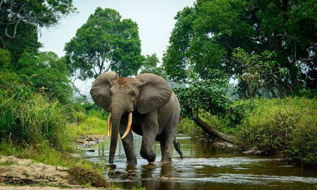 Wo Elefanten wie er den Wald umbauen, wird dieser zwar lichter, lagert aber mehr CO2 bzw. Kohlenstoff ein.  