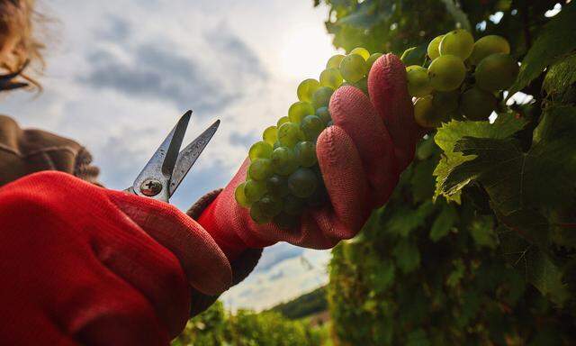 Die Weinlese beginnt heuer in Österreich zwischen 10. und 20. September.