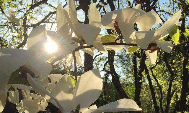 Bei Minusgraden verliert die ohnehin so kurze Magnolienblüte noch schneller ihren Zauber.