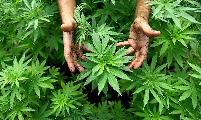 Cannabis Pflanzen aus denen auch Marihuana hergestellt wird