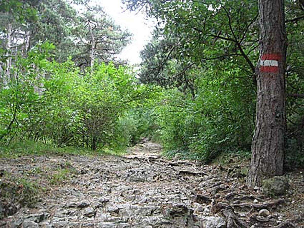 ... und von dort über die Goldene Stiege in den dichten Föhrenwald - nicht umsonst heißt das Erholungsgebiet Naturpark Föhrenberge. Am oberen Ende des ansteigenden Pfades wartet die erste Variante: