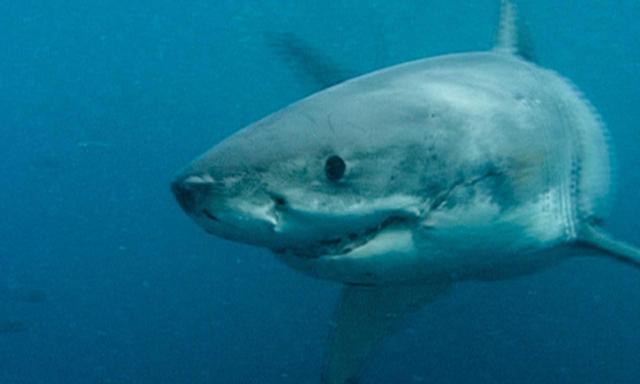 Der Große Weiße Haie tritt in Horrorfilmen auf. Nun wird seine Evolution in Forschungen am Institut für Paläontologie der Uni Wien untersucht.