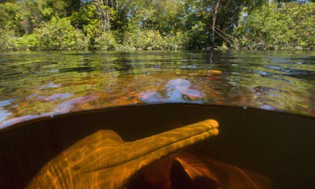 Es muss nicht immer das Amazonas-Gebiet sein (hier der Rio Negro) - auch heimische Flüsse haben (noch) eine Vielfalt an Biodiversität. 