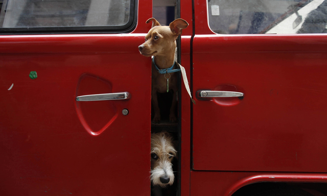 Hunde erfreuen sich auch in Wien immer größerer Beliebtheit: 61.107 gibt es.