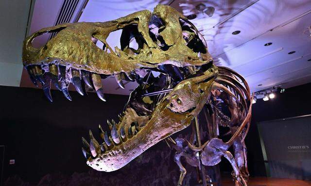 Der Tyrannosaurus Rex namens Stan erzielte bei Christie's 31,8 Millionen Dollar.
