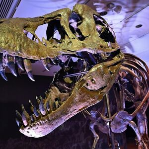 Der Tyrannosaurus Rex namens Stan erzielte bei Christie's 31,8 Millionen Dollar.