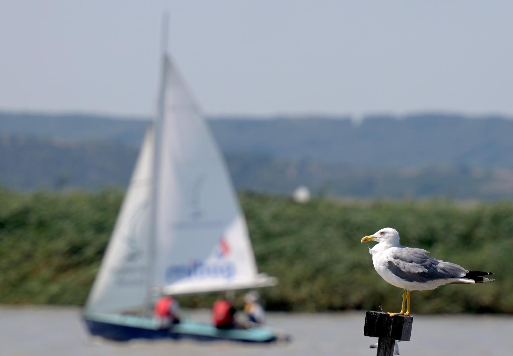 Neusiedler See Nears Historic Low Amid Heat and Drought