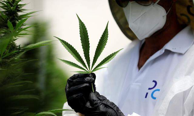 Cannabis-Produzenten sind bei Anlegern beliebt.