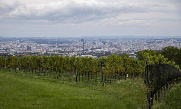 Die Weinproduktion in Österreich ist im vergangenen Jahr angesichts herausfordernder Witterungsverhältnisse gesunken. 