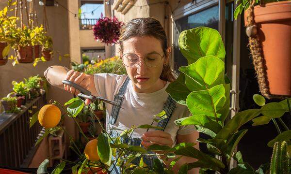 Um Orangen zu ernten, braucht es am Balkon viel Sonne. Wenn der Balkon eher ein Schattendasein fristet, sollte man Spinat und Salat pflanzen.