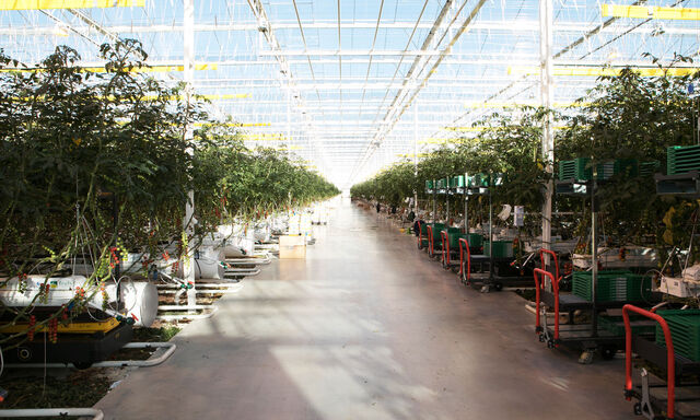 Das Glashaus ist so groß, dass die Mitarbeiter drinnen mit Fahrrädern fahren.