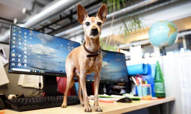 Auch im Newsroom der „Presse“ sind Hunde – wie Disco – willkommen.  