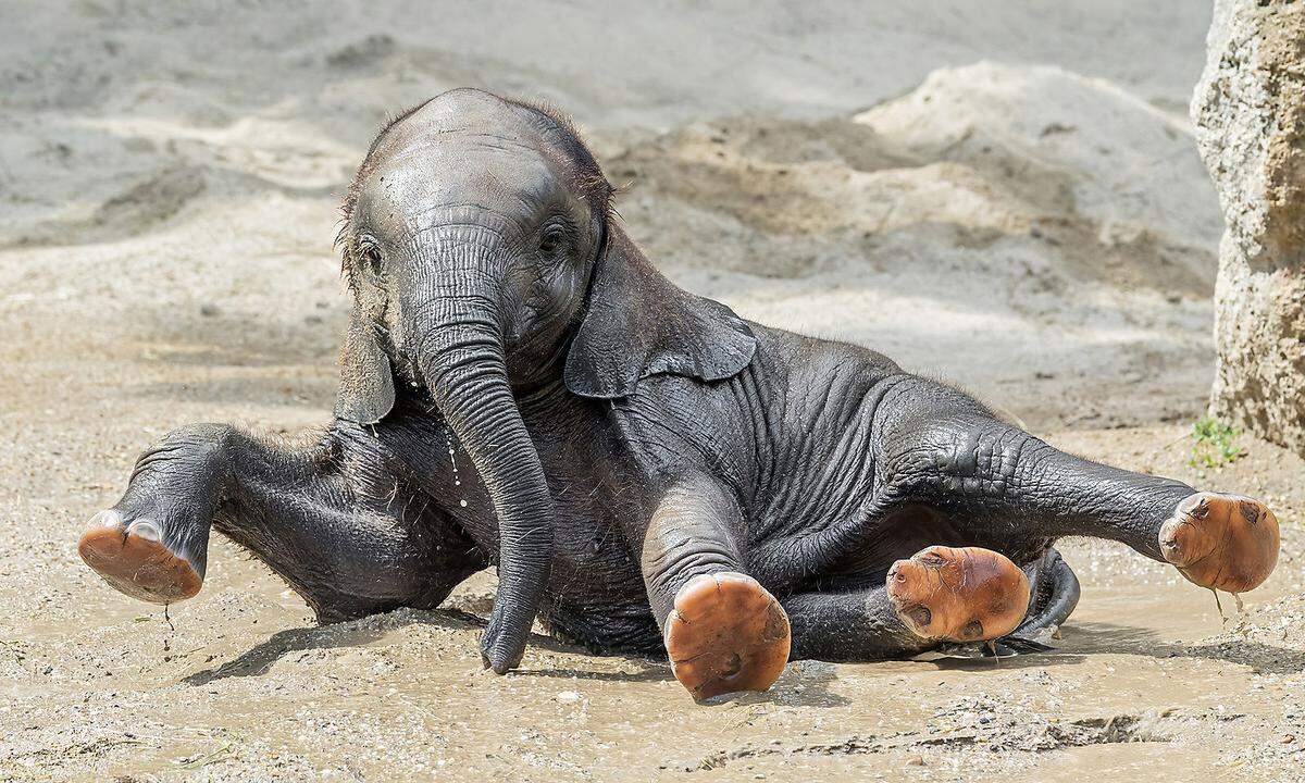 Als Geburtstagsgeschenk erhielt das Jungtier von den Pflegern ein "Gatsch-Vergnügen", berichtete der Tiergarten in einer Aussendung. Bei ihrer Geburt wog sie etwa 90 Kilogramm, mittlerweile bringt sie 312 Kilogramm auf die Waage.  Kibali war nach Kibo und Tuluba der dritte Nachwuchs für Elefanten-Weibchen Numbi. Gezeugt wurde sie durch künstliche Besamung. Ihr Vater ist ein Wildbulle in Südafrika. Der Name Kibali wurde im Rahmen einer Internetabstimmung gewählt.