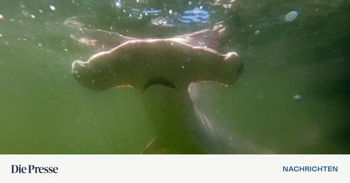 Nashornh-rner-und-Froschschenkel-185-Staaten-ringen-in-Usbekistan-um-Artenschutz