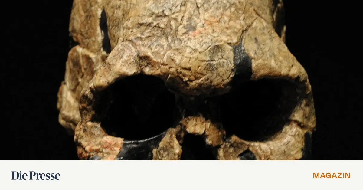 Die-fr-hen-Verwandten-des-Homo-sapiens-premium-