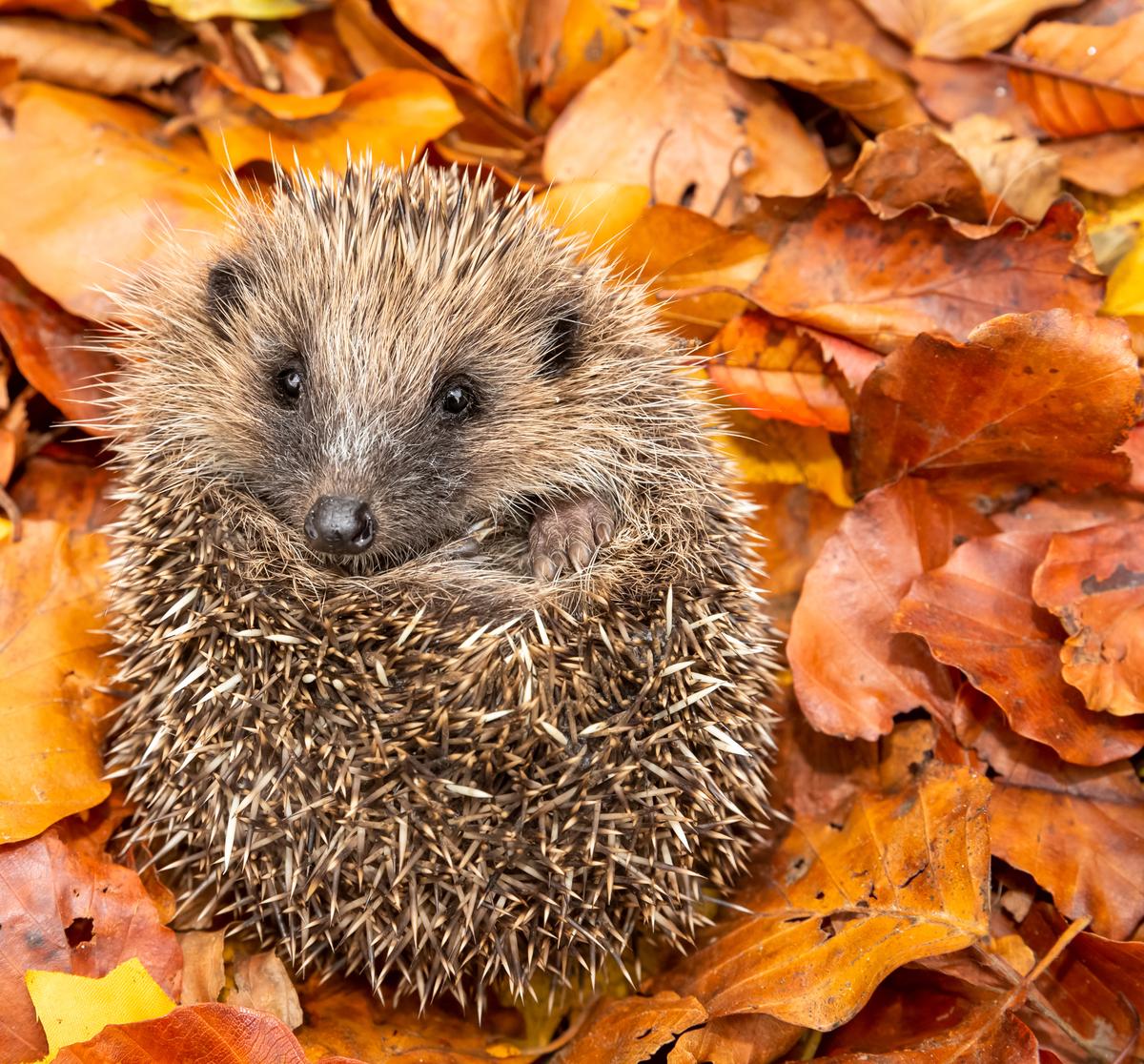 Nicht nur Igel freuen sich über Laubhaufen. Hecken können jetzt (zum zweiten Mal) geschnitten werden (rechts).