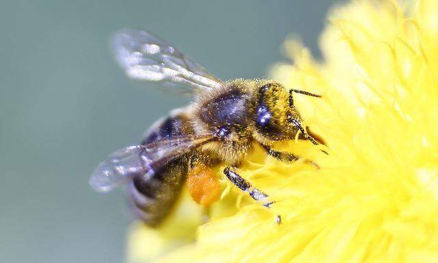 Honeybee gathers nectar from a flower at farm in the western Austrian village of Seefeld