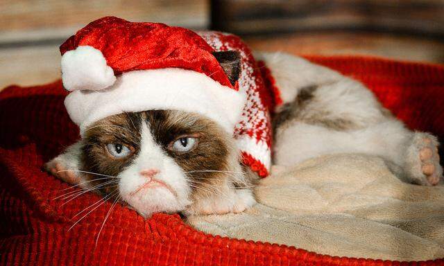 Die US-amerikanische Katze  Tardar Sauce wurde aufgrund ihres mürrischen Gesichtsausdruckes als "Grumpy Cat" zum Internetphänomen.