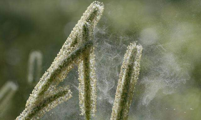 Nicht alles, was Pflanzen an die Luft abgeben, ist mit dem bloßen Auge sichtbar. Aber alles enthält Information: DNA.  