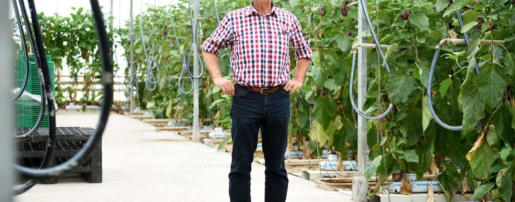 Der Simmeringer Gärtner Karl Herret setzt in seinem Glashaus auf Sortenvielfalt bei Melanzani.