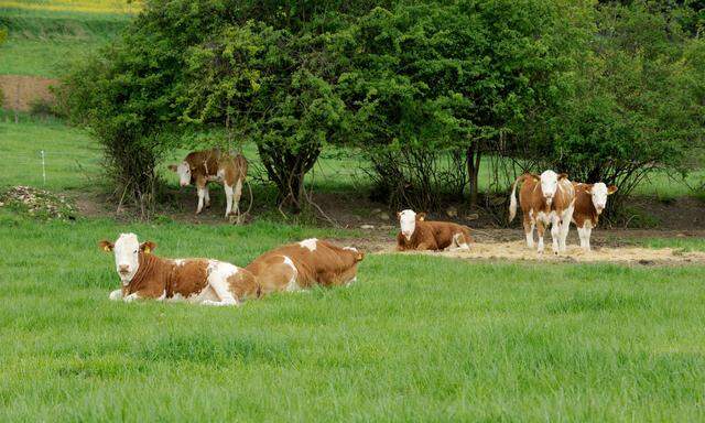 Landwirt im Flachgau von Stier attackiert (Symbolbild)