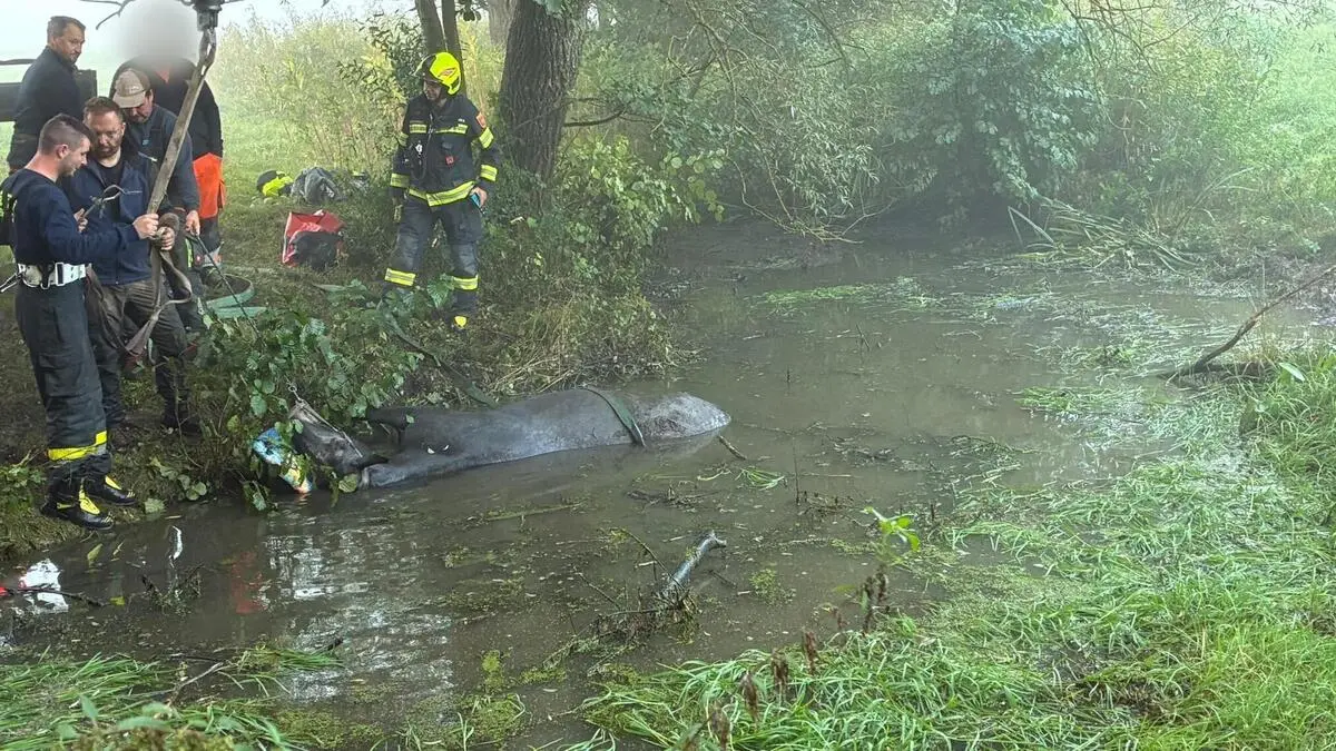 Feuerwehr rettet Pferd in Kärnten vor dem Ertrinken