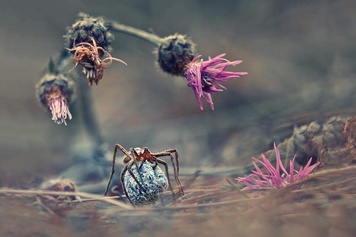 Im Bild: Krasimir Matarov (Bulgarien), Gewinner der Kategorie Natur & wilde Tiere.