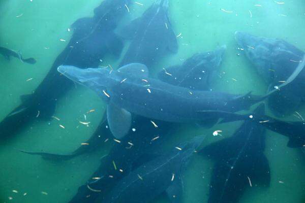 Schlader kauft dazu sechsjährige sibirische Störe aus Europa oder Russland und mästet sie in den Becken, durch die das Wasser der Kalkalpen fließt.