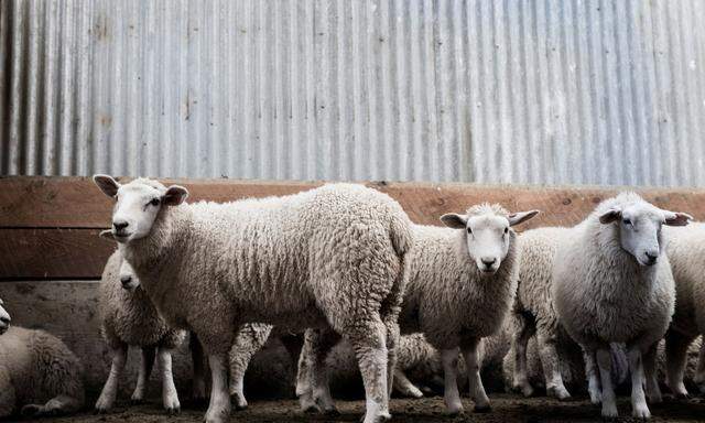 Wer die Schafherden in Neuseeland sehen will, muss zahlen