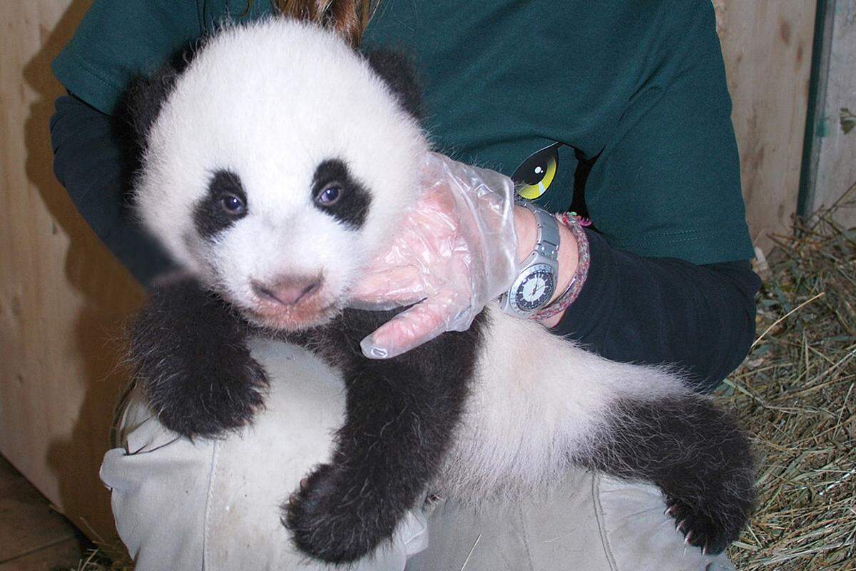 Wie bereits bei seinem Bruder Fu Long konnten auch diesmal alle Panda-Fans auf der Website des Tierparks ihre Stimme abgeben.