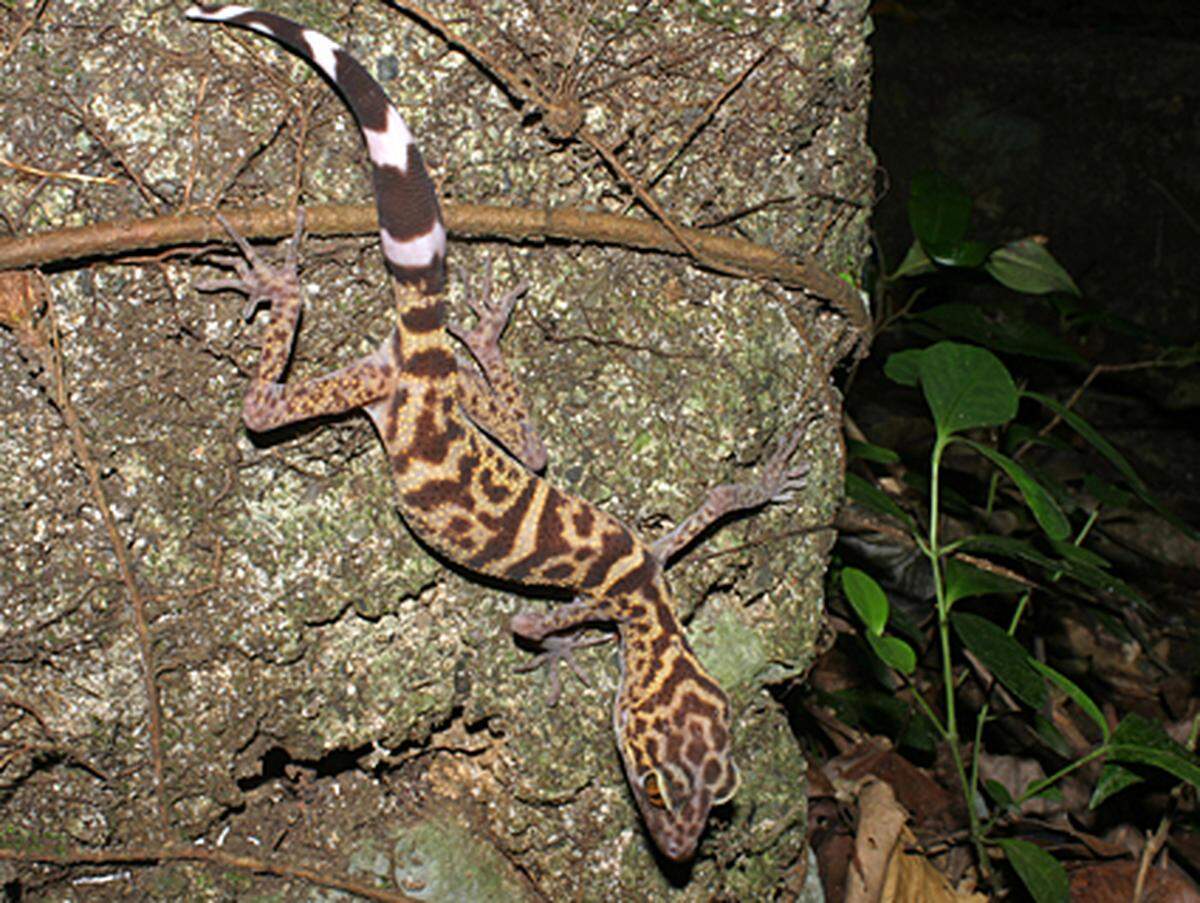 Wissenschaftler fordern einen speziellen Schutz für die Species, weil der Gecko allein durch sein Aussehen Gefahr läuft, zum Sammlerstück zu werden.