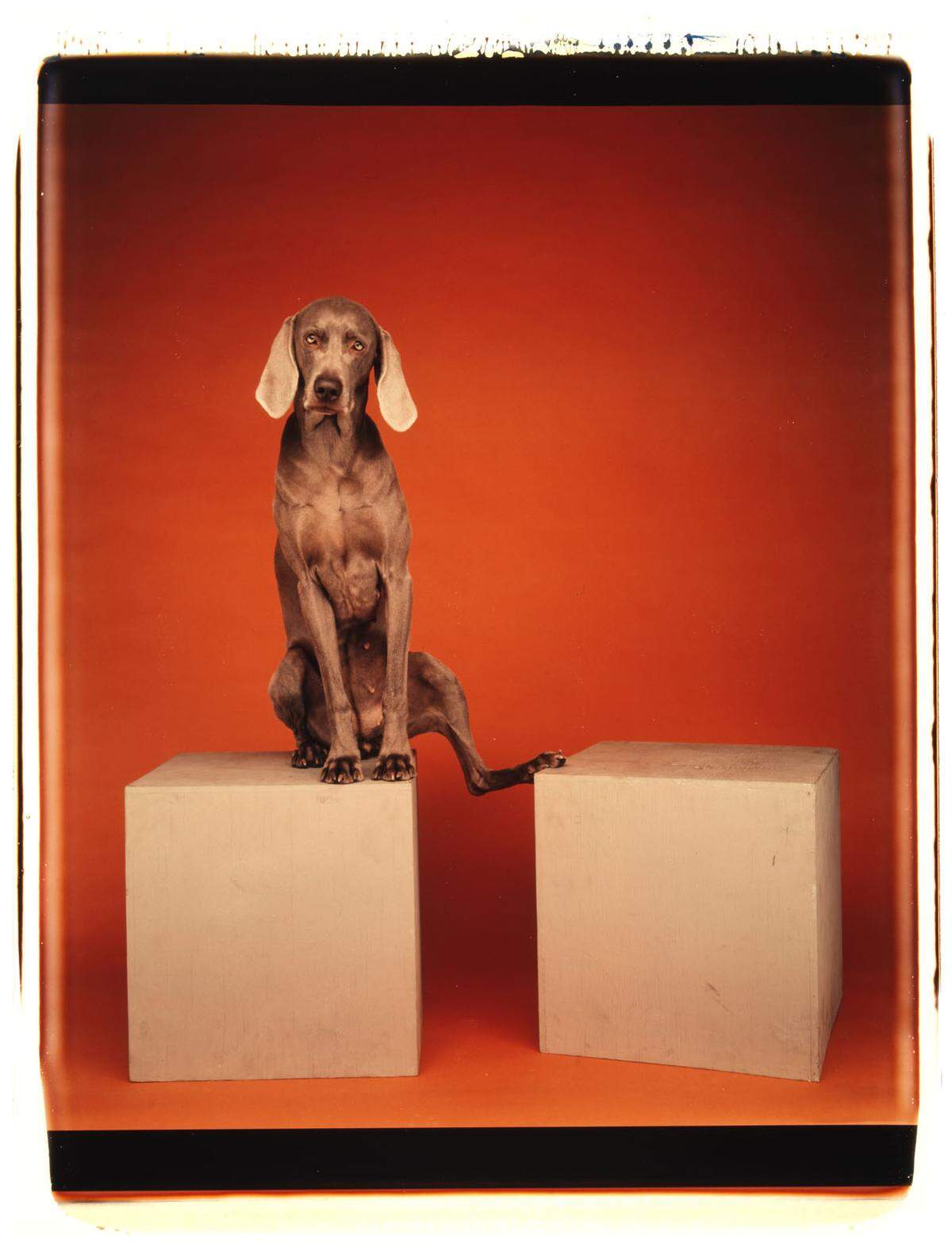 Es war 1970, als der Fotograf William Wegman das erste Mal seinen Hund Man Ray, einen Weimaraner, fotografierte. Und somit den Grundstein für ein fotografisches Lebenswerk legte.