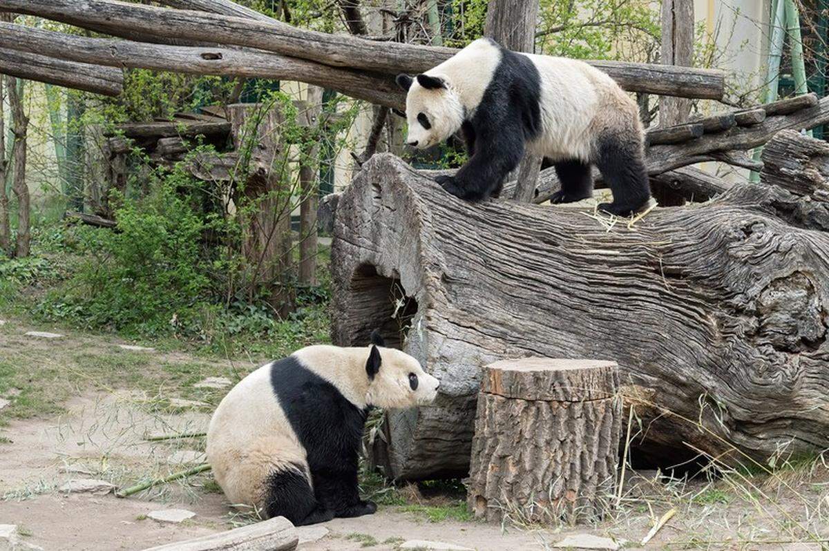 16. April: Die Paarungszeit der Großen Pandas wurde im Tiergarten Schönbrunn mit Spannung erwartet. Nicht nur, weil im Frühjahr 2019 Yuan Yuan als neuer Partner für das Weibchen Yang Yang nach Wien gekommen ist, sondern weil die beiden Pandas nur zwei Tage im Jahr paarungsbereit sind. Ansonsten leben die Tiere in zwei getrennten Anlagen. Doch die Hoffnungen auf ein neues Panda-Baby dürfte sich noch nicht erfüllen.