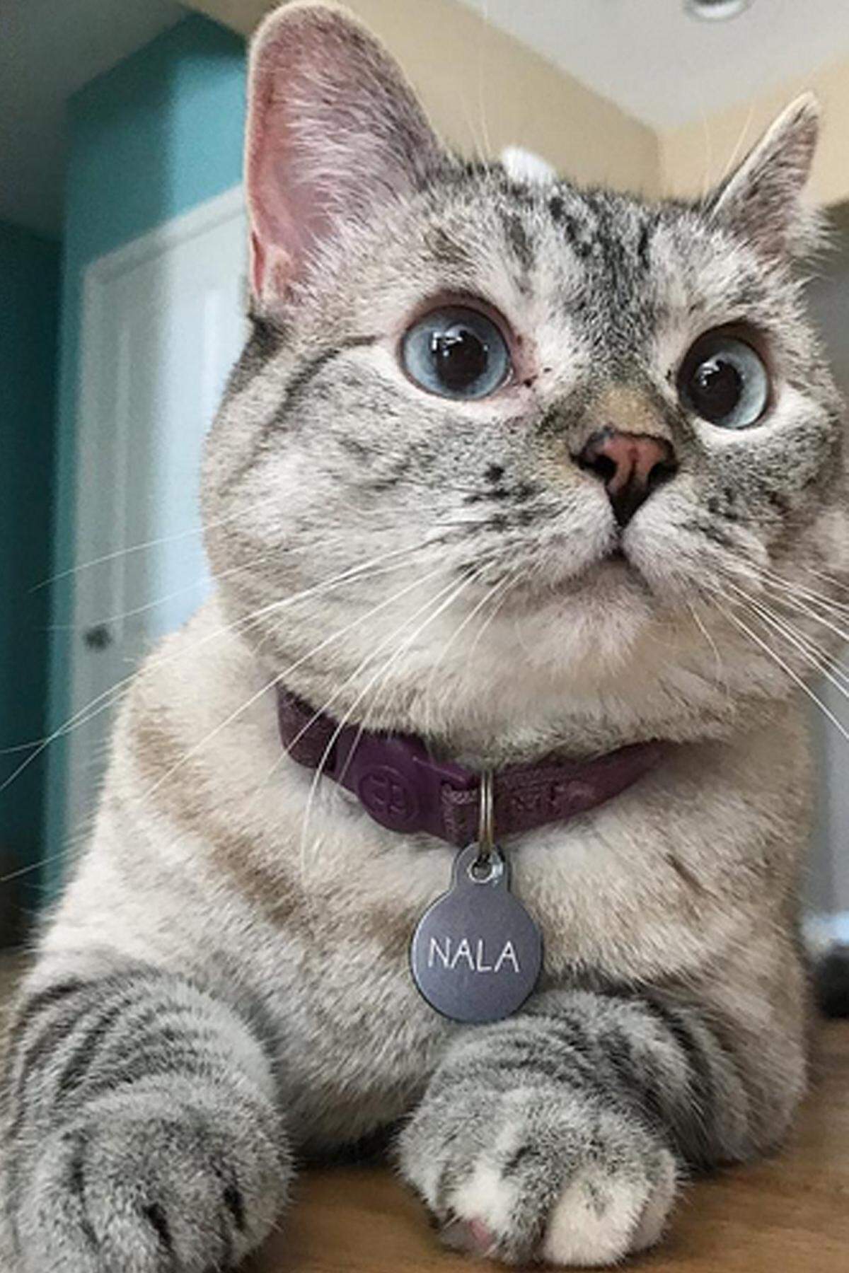 Sie ist die Königin im tierischen Instagram-Universum: Nala, die Katze mit den blauen Kulleraugen, begeistert mit witzigen Kostümen und Posen 3,4 Millionen Katzenliebhaber. Doch das Leben des berühmten Schmusetigers fing alles andere als rosig an. Als Kätzchen wurde sie in einem Tierheim abgegeben - bis sie bei ihrem Frauchen, Varisiri Mathachittiphan, aus Los Angeles ein neues Zuhause fand.