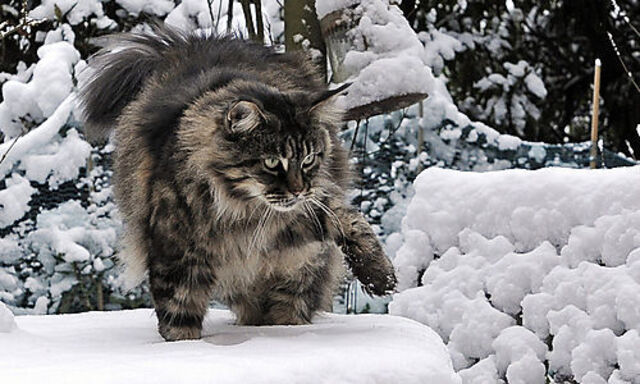 Eine Katze testet den Neuschnee